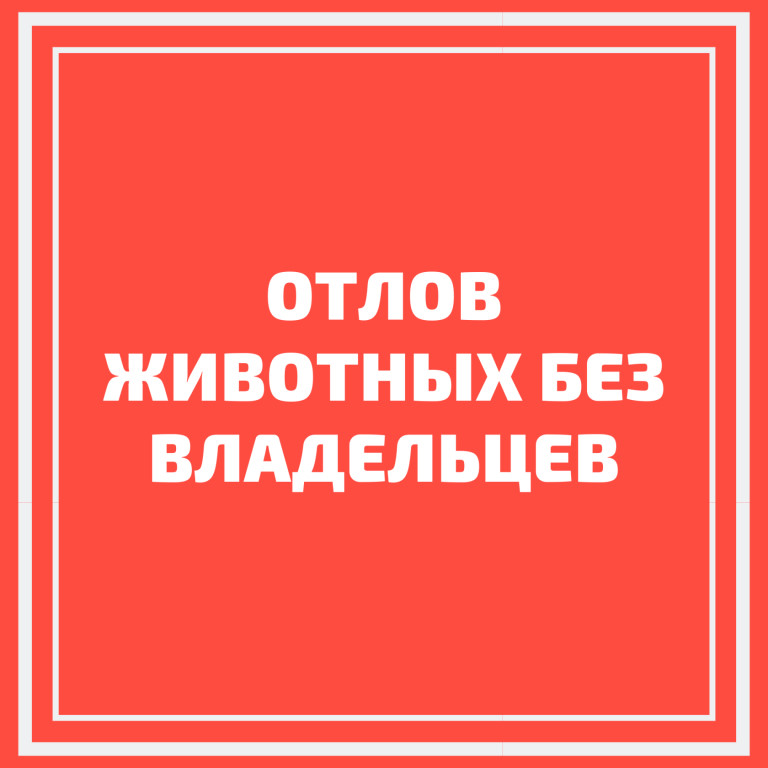 Об организации отлова животных без владельцев  в 2023 году на территории Кировской области.